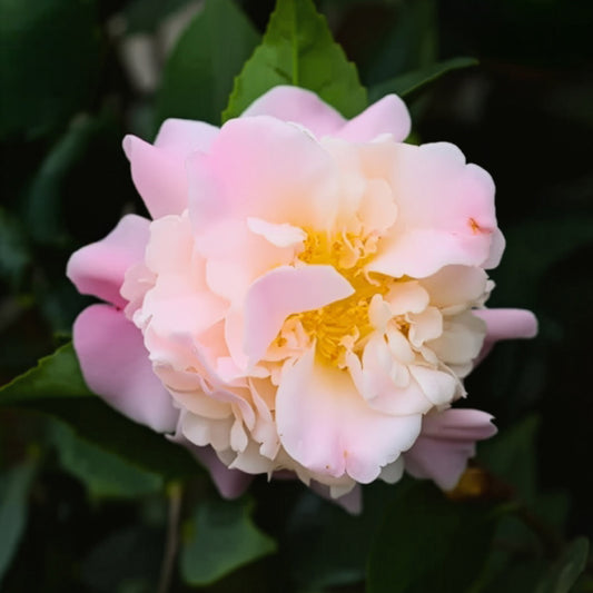 High Fragrance (Pink)