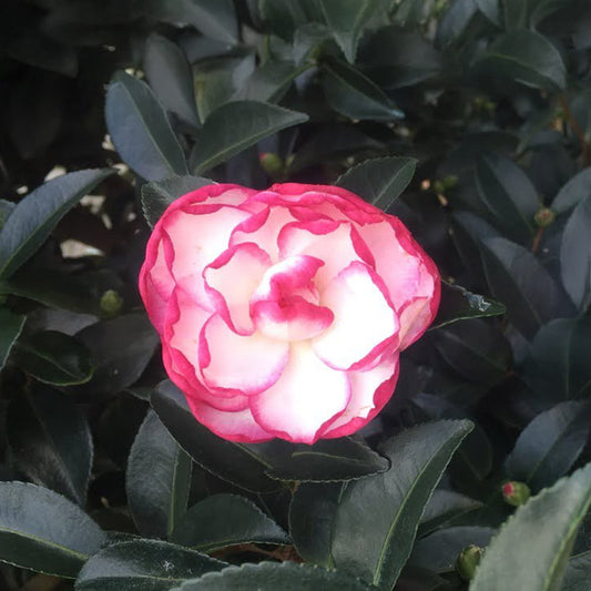 Moonshadow (White/Pink Edge)