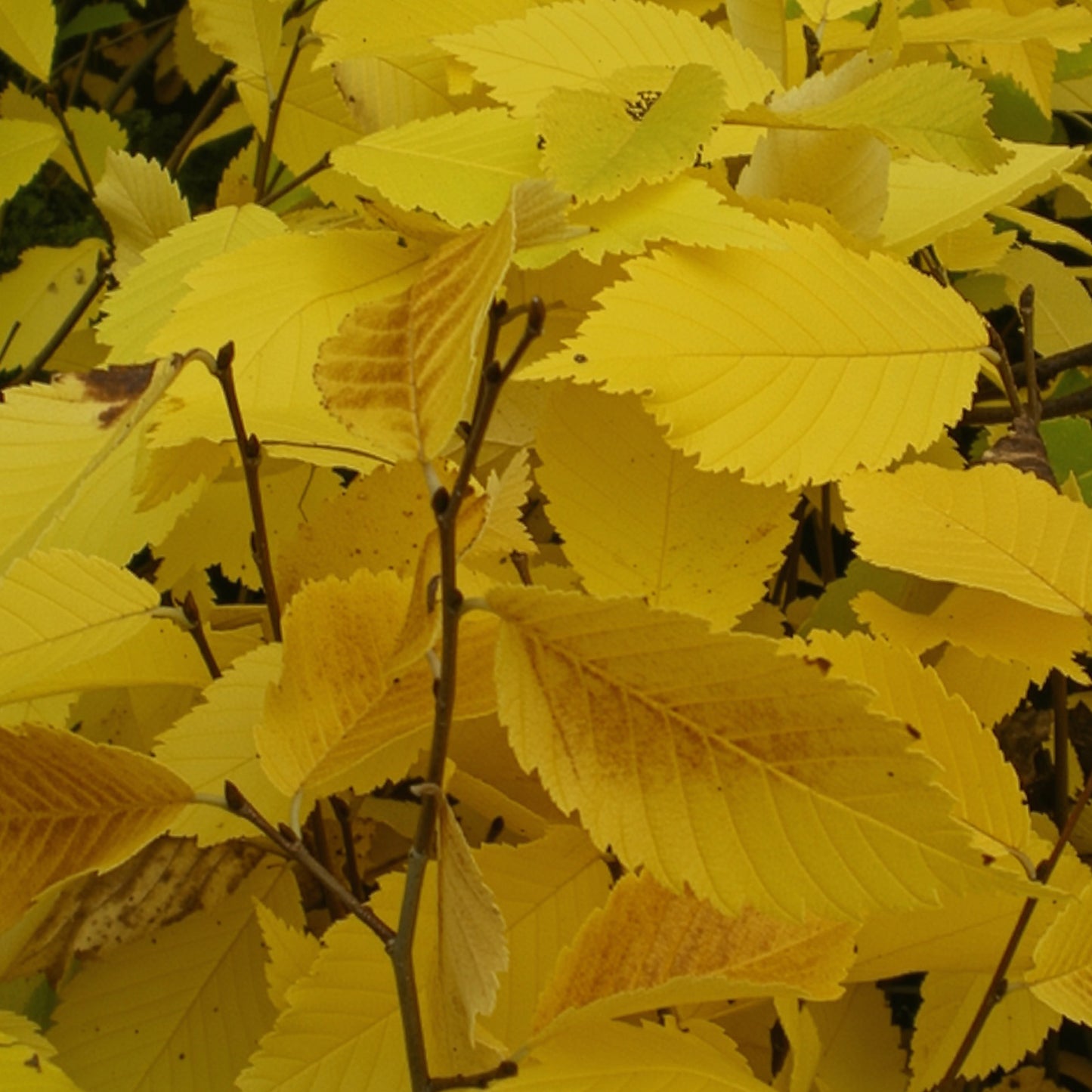 Close-up of bright yellow Princeton Elm leaves with a blurred background