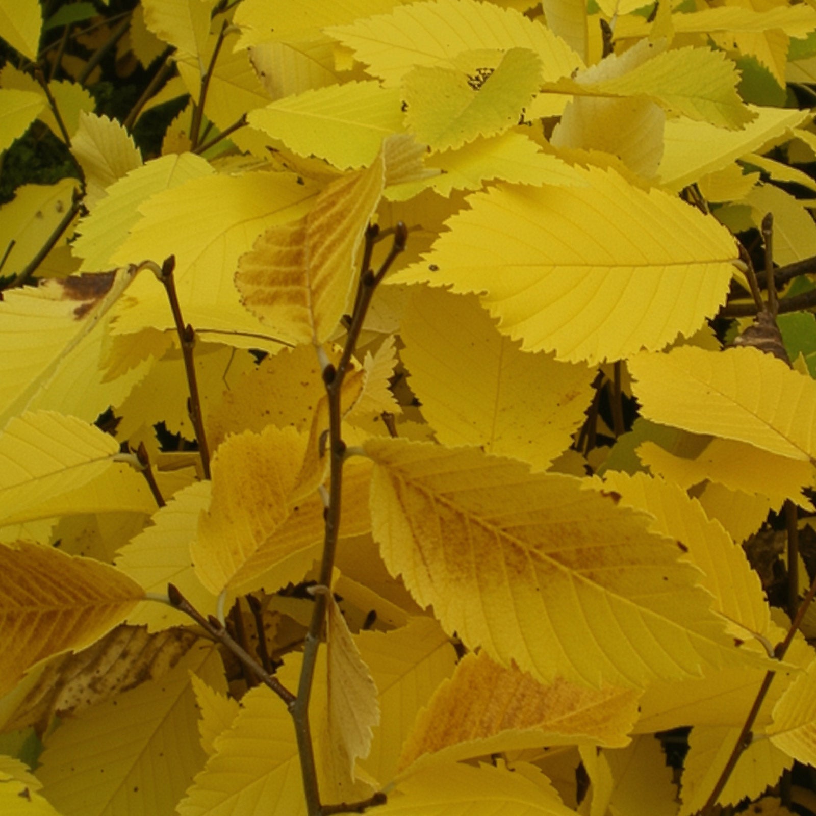 Close-up of bright yellow Princeton Elm leaves with a blurred background