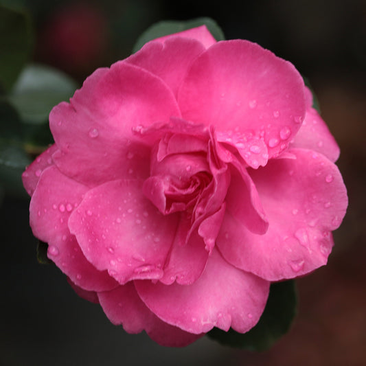 Rose of Autumn Sasanqua (Rose Pink)