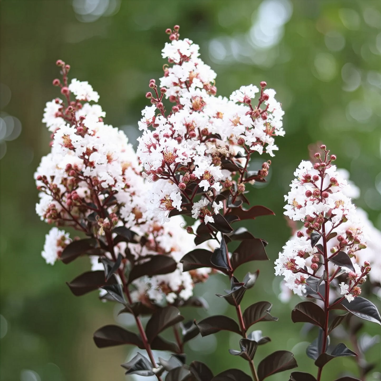 Thunderstruck™ White Flash Crape Myrtle