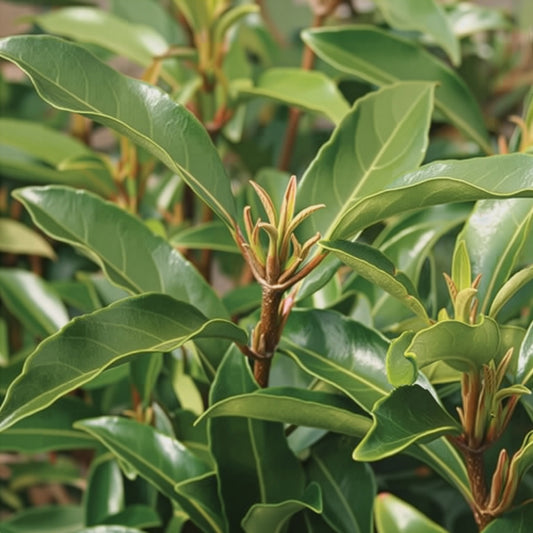 Close-up of green leaves with a focus on a young branch.