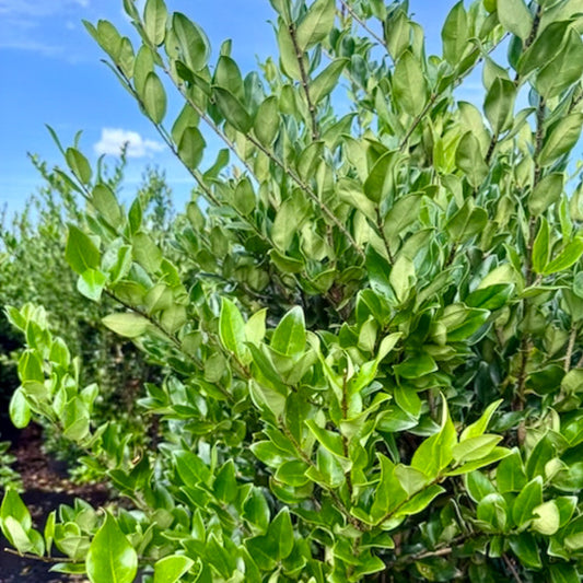 Wax Ligustrum