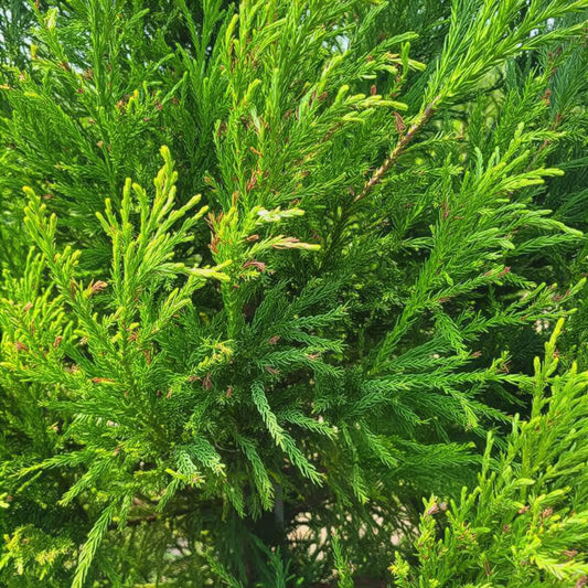 Yoshino Cryptomeria